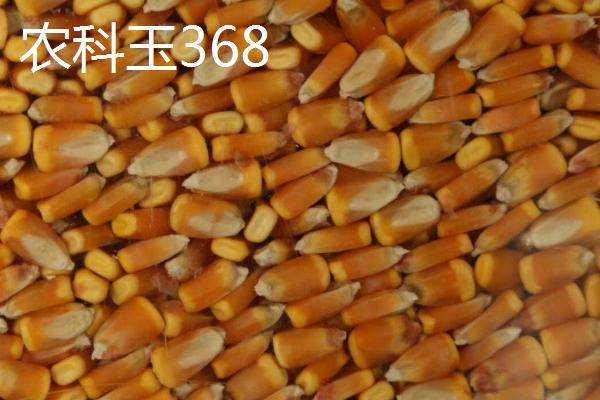 种植黑玉米和糯玉米的要点，播种前要用多菌灵溶液浸泡7-8小时