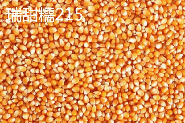 种植黑玉米和糯玉米的要点，播种前要用多菌灵溶液浸泡7-8小时