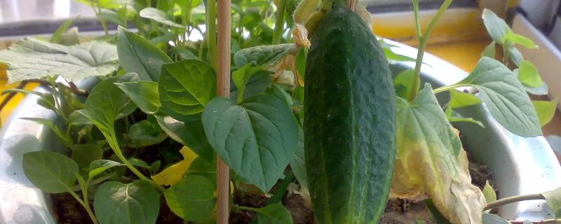 黄瓜可以种在花盆里吗