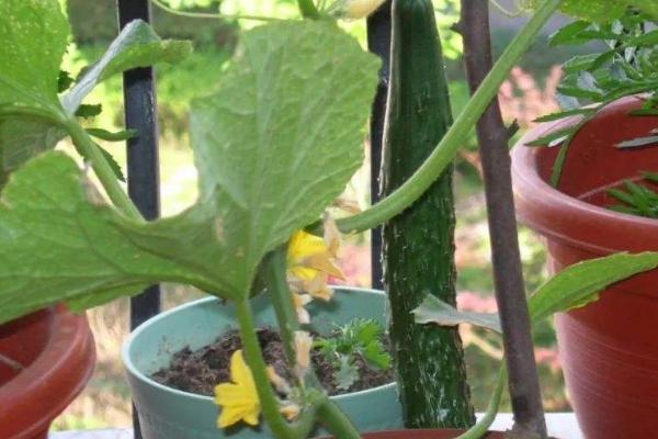 黄瓜可以种在花盆里吗,可选择瓷盆或者搪瓷盆