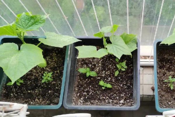 黄瓜可以种在花盆里吗,可选择瓷盆或者搪瓷盆