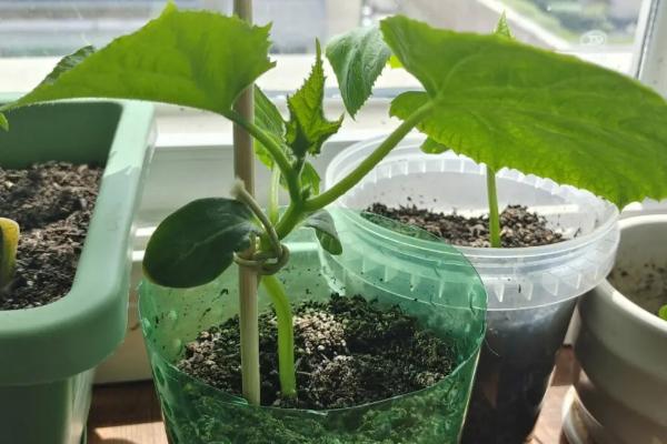 黄瓜可以种在花盆里吗,可选择瓷盆或者搪瓷盆