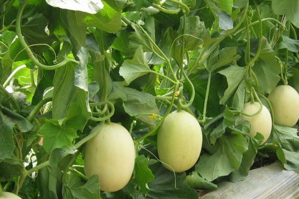 甜瓜可以在家里种吗，可在家种但要保证土壤不能过分湿润