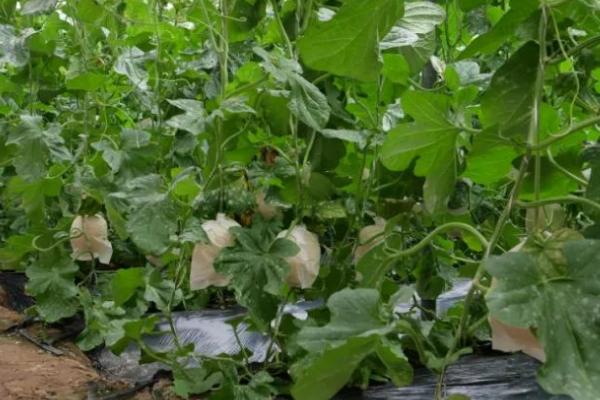 甜瓜可以在家里种吗，可在家种但要保证土壤不能过分湿润