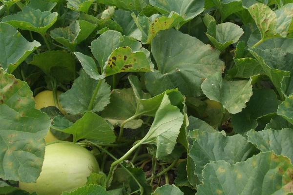 甜瓜可以在家里种吗，可在家种但要保证土壤不能过分湿润