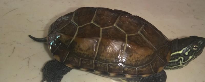 草龟什么时候配种