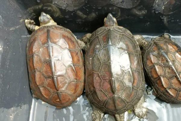 草龟什么时候配种,一般在四月份进行交配