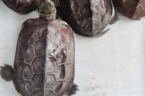 草龟什么时候配种,一般在四月份进行交配