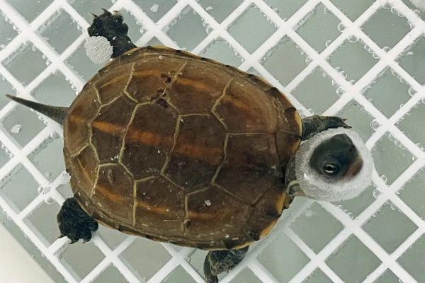 草龟什么时候配种,一般在四月份进行交配