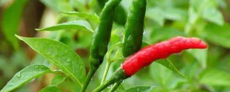 辣椒开花后过多长时间才结果