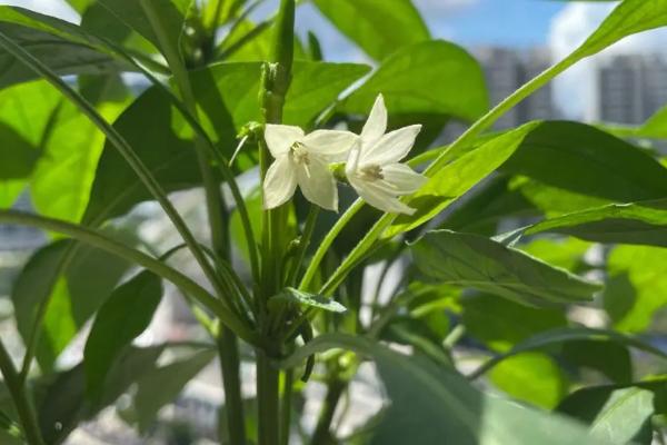 辣椒开花后过多长时间才结果，通常需要20-30天左右