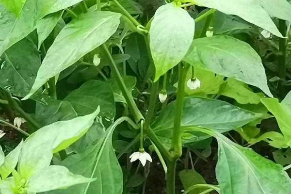 辣椒开花后过多长时间才结果，通常需要20-30天左右