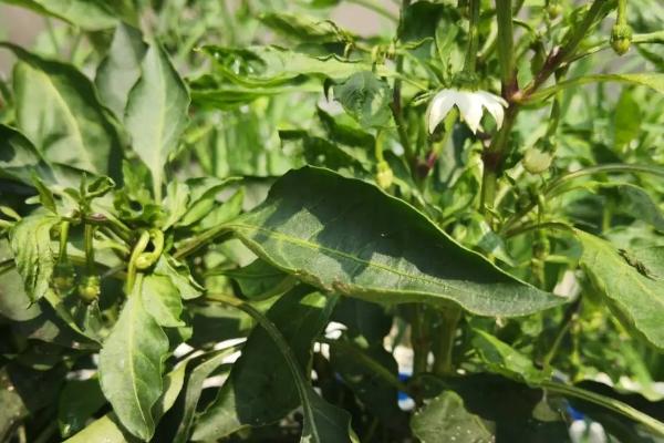 辣椒开花后过多长时间才结果，通常需要20-30天左右