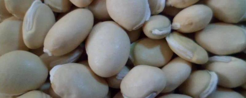 白扁豆的亩产量