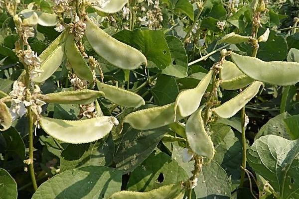 白扁豆的亩产量,大概有1000斤左右