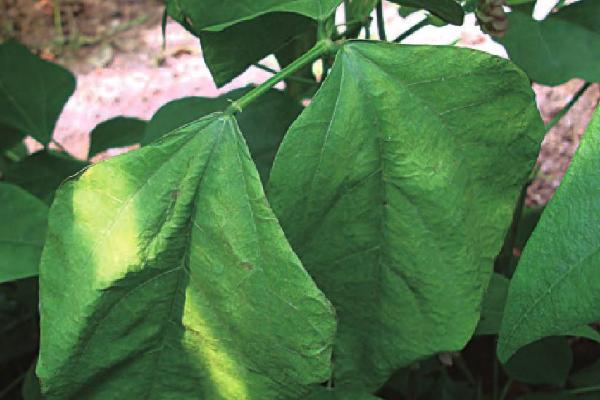 白扁豆的亩产量,大概有1000斤左右