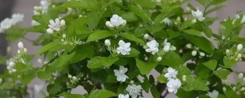 怎么修剪盆栽茉莉才能多开花