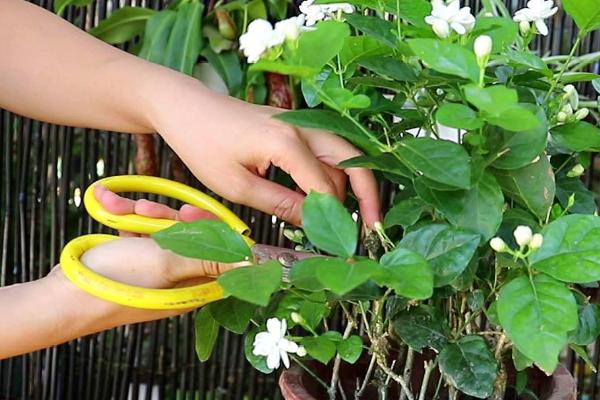 怎么修剪盆栽茉莉才能多开花,需剪除枯枝、徒长枝、病枝叶