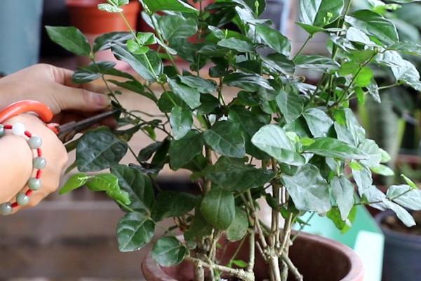 怎么修剪盆栽茉莉才能多开花,需剪除枯枝、徒长枝、病枝叶