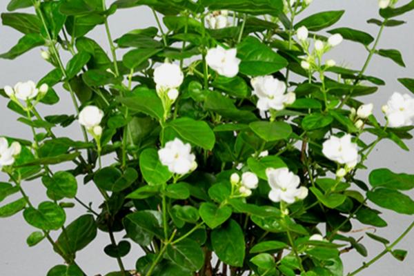 怎么修剪盆栽茉莉才能多开花,需剪除枯枝、徒长枝、病枝叶