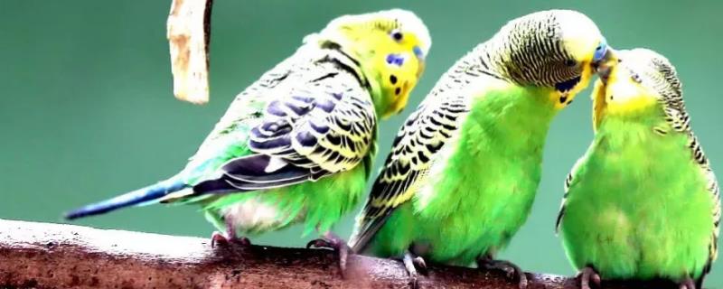 虎皮鹦鹉能否不洗澡