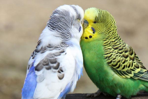 虎皮鹦鹉能否不洗澡,需要通过洗澡清理羽毛