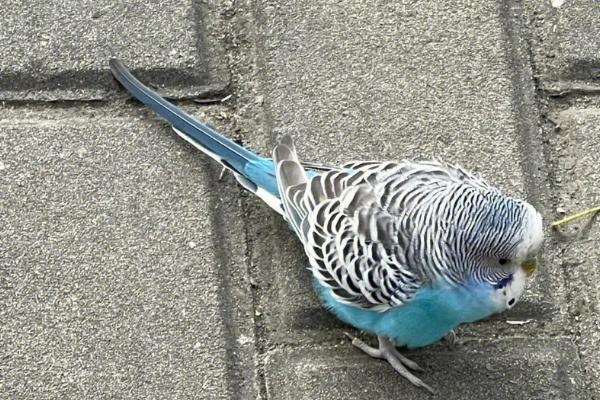 虎皮鹦鹉能否不洗澡,需要通过洗澡清理羽毛