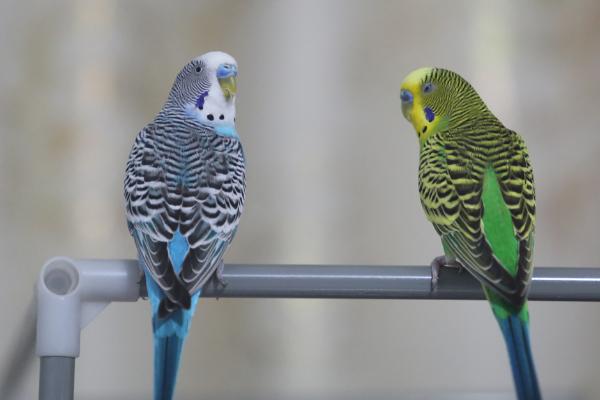 虎皮鹦鹉能否不洗澡,需要通过洗澡清理羽毛