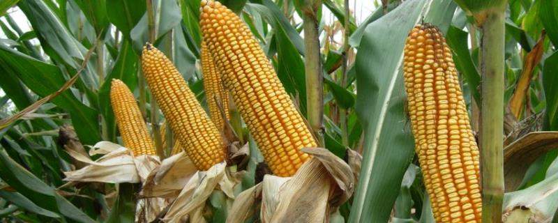 玉米炭疽病