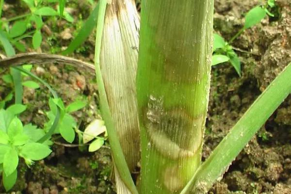 玉米炭疽病,主要为害叶片