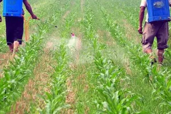 玉米炭疽病,主要为害叶片