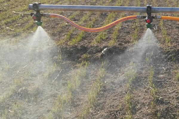 玉米炭疽病,主要为害叶片