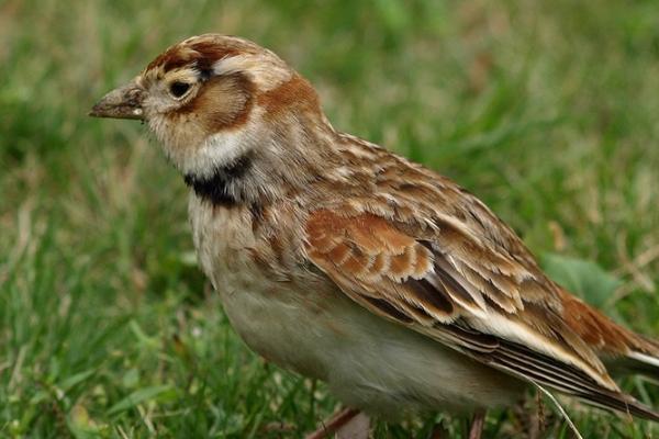 百灵鸟的颜色,具有红色、蓝色、黄色等颜色