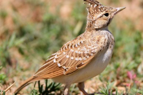 百灵鸟的颜色,具有红色、蓝色、黄色等颜色