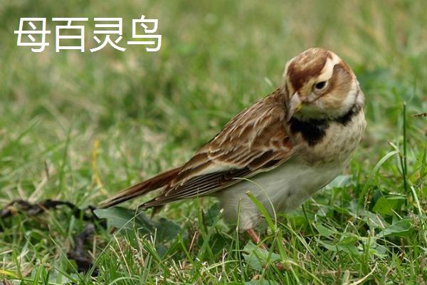 百灵鸟的颜色,具有红色、蓝色、黄色等颜色