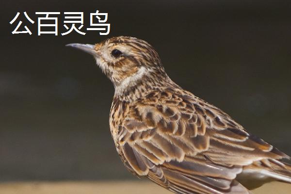 百灵鸟的颜色,具有红色、蓝色、黄色等颜色