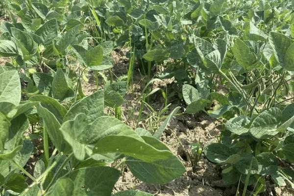 先丰20玉米品种的特性，中抗大斑病