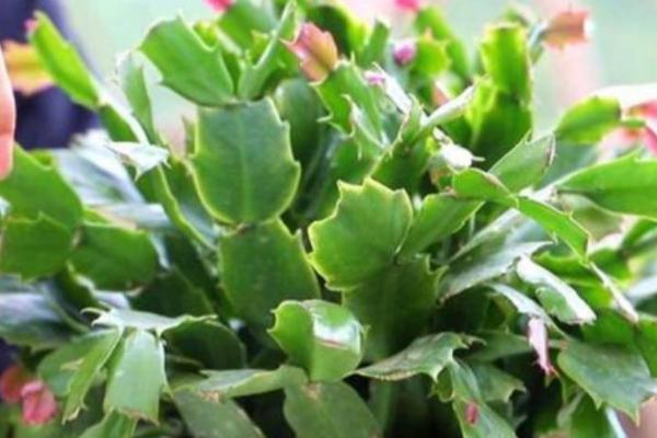 蟹爪兰休眠期养护方法，应做好控肥控水的工作