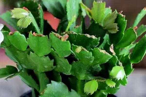 蟹爪兰休眠期养护方法，应做好控肥控水的工作