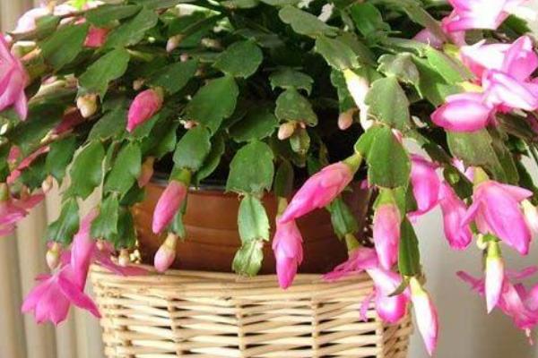 蟹爪兰休眠期养护方法，应做好控肥控水的工作