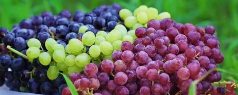 葡萄常见病害怎么防治
