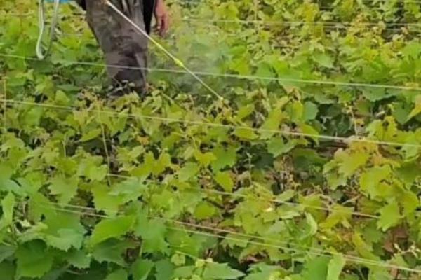 葡萄常见病害怎么防治,需根据实际病情采取对应措施