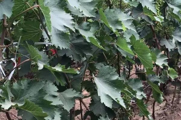 葡萄常见病害怎么防治,需根据实际病情采取对应措施