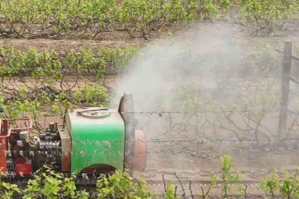 葡萄常见病害怎么防治,需根据实际病情采取对应措施