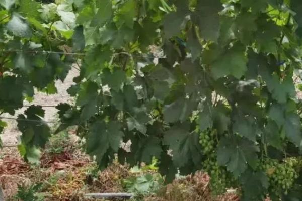 葡萄常见病害怎么防治,需根据实际病情采取对应措施