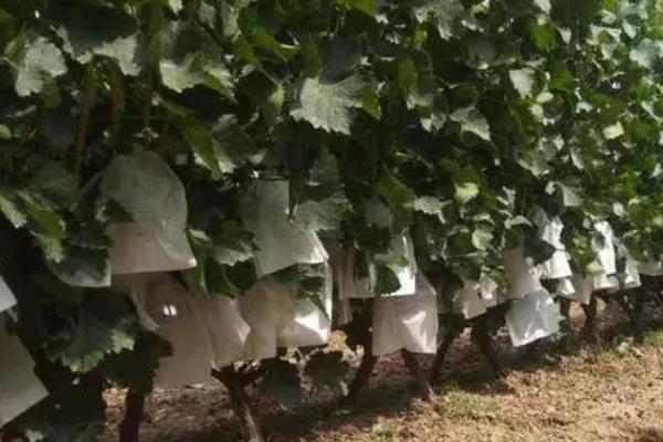 葡萄常见病害怎么防治,需根据实际病情采取对应措施