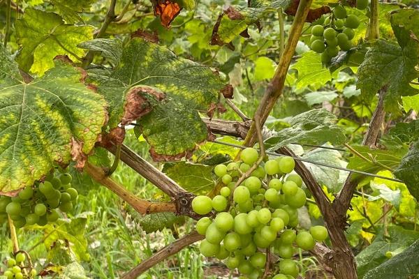 葡萄常见病害怎么防治,需根据实际病情采取对应措施