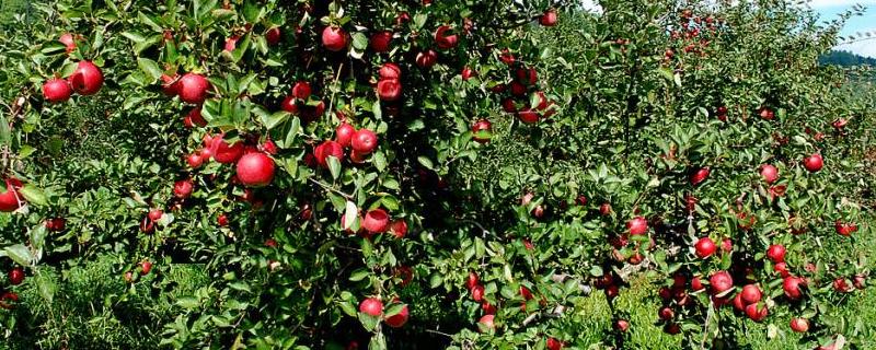 花卉果树禁用农药