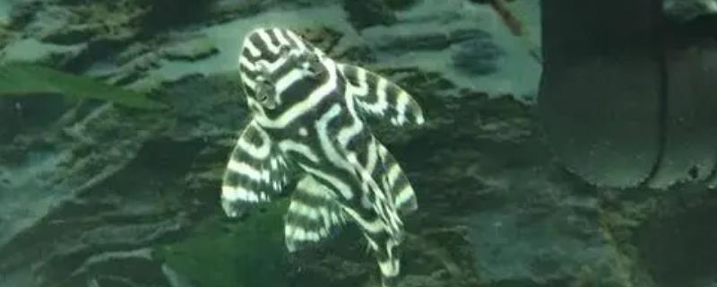 国王迷宫异型鱼好不好养