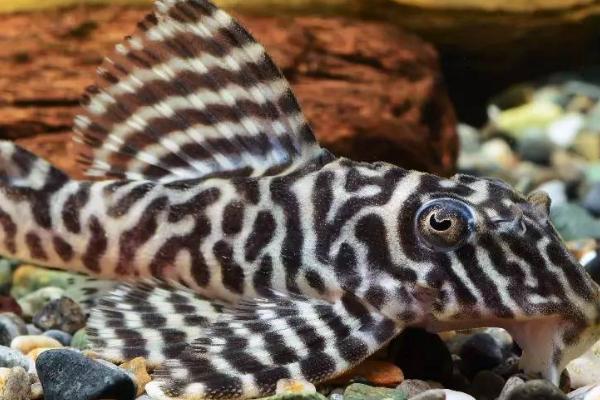 国王迷宫异型鱼好不好养,比较适合新手饲养